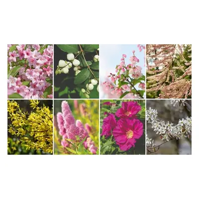 Mixed Hardy Shrub Collection - 8 16 or 24 Plants, 24 Plants