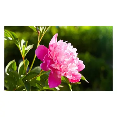 Peony Garden Showstoppers Collection - 3 Plants