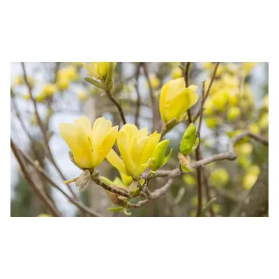 Magnolia Standard Yellow Bird Plants, One Plant