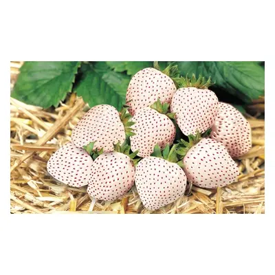 6 or 12 White Strawberry Snow White Plants, 12 Plants