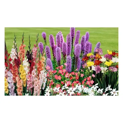 Summer Flowering Bulb Collection, 300 Summer Flowering Bulbs