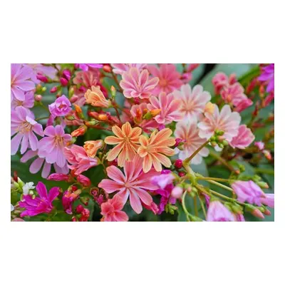 12 or 24 Pack Lewisia Cotyledon Elise Mixed Plugs, Lewisia Elise Mixed 12 Plugs