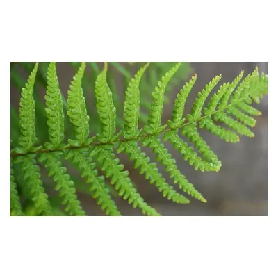 Hardy Shuttlecock Fern, Three Plants