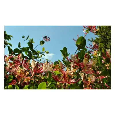 Potted Fragrant Honeysuckle Plants – Trio of Varieties, Golden Honeysuckle - Lonicera japonica H