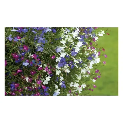 Lobelia Ultra Cascade Mix - 12 36 or 72 Plug Plants, 12