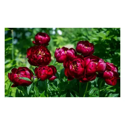 Peony Buckeye Belle Plants, 4 plants