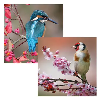 Transform Trade Duo Cards - Photographic Birds - Pack of 6