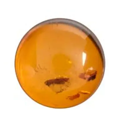 Natural Amber, Round Cabochon, 8mm