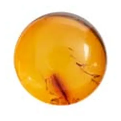 Natural Amber, Round Cabochon, 5mm