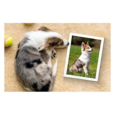 Framed Photo Prints - Capture Your Pet's Best Moments