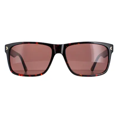 Duck and Cover Sunglasses DCS026 C2 Havana Brown